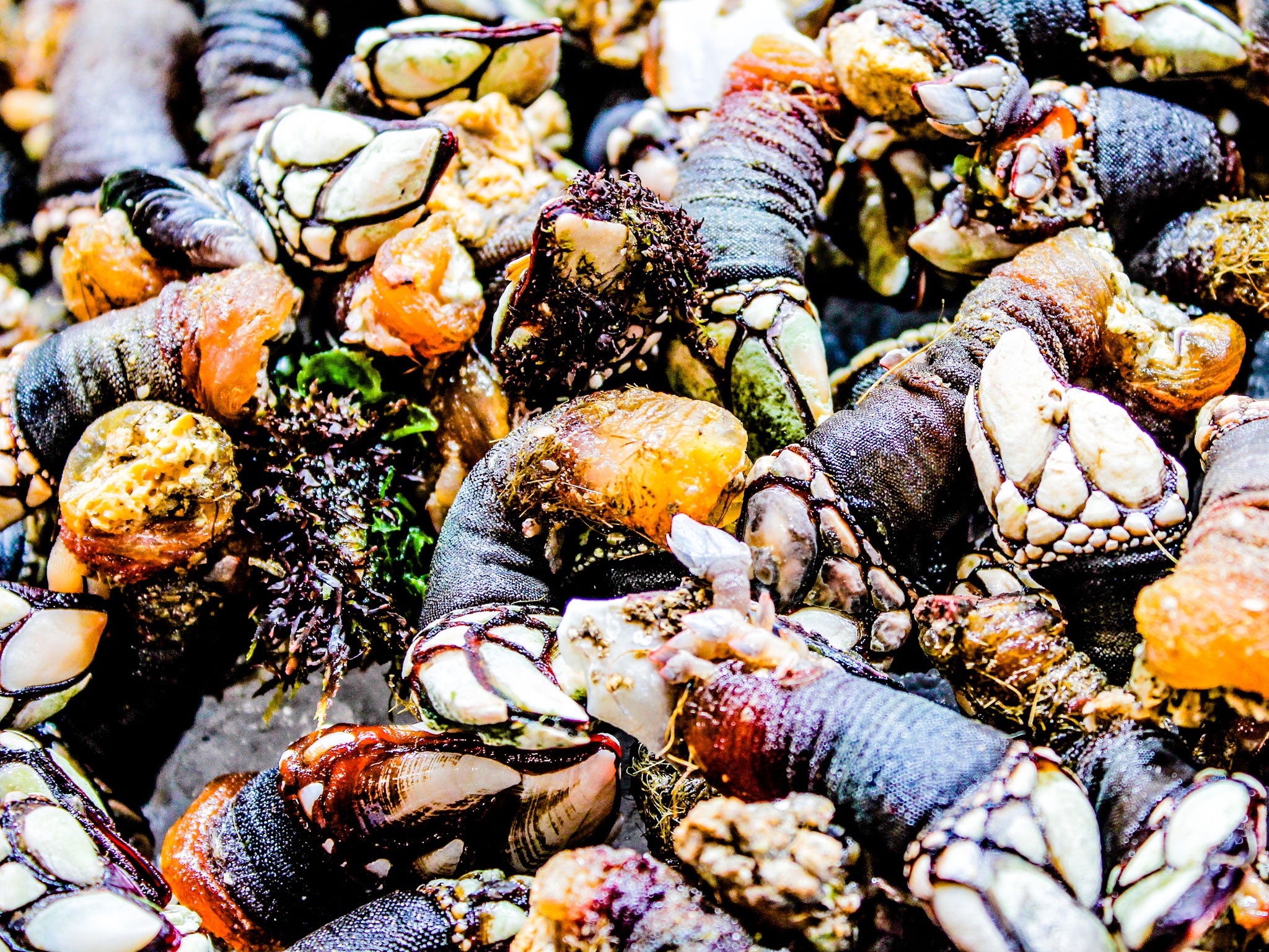 Gooseneck barnacles cling to craggy rocks in violent waters off the coasts of Spain and Portugal