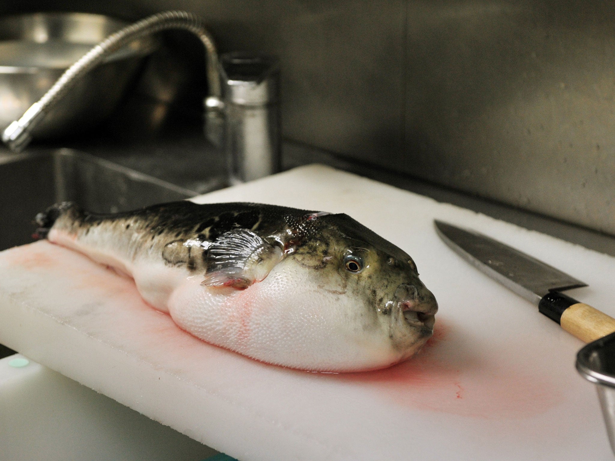 Japanese Blowfish contains toxic poisons that can prove fatal if it is not prepared correctly