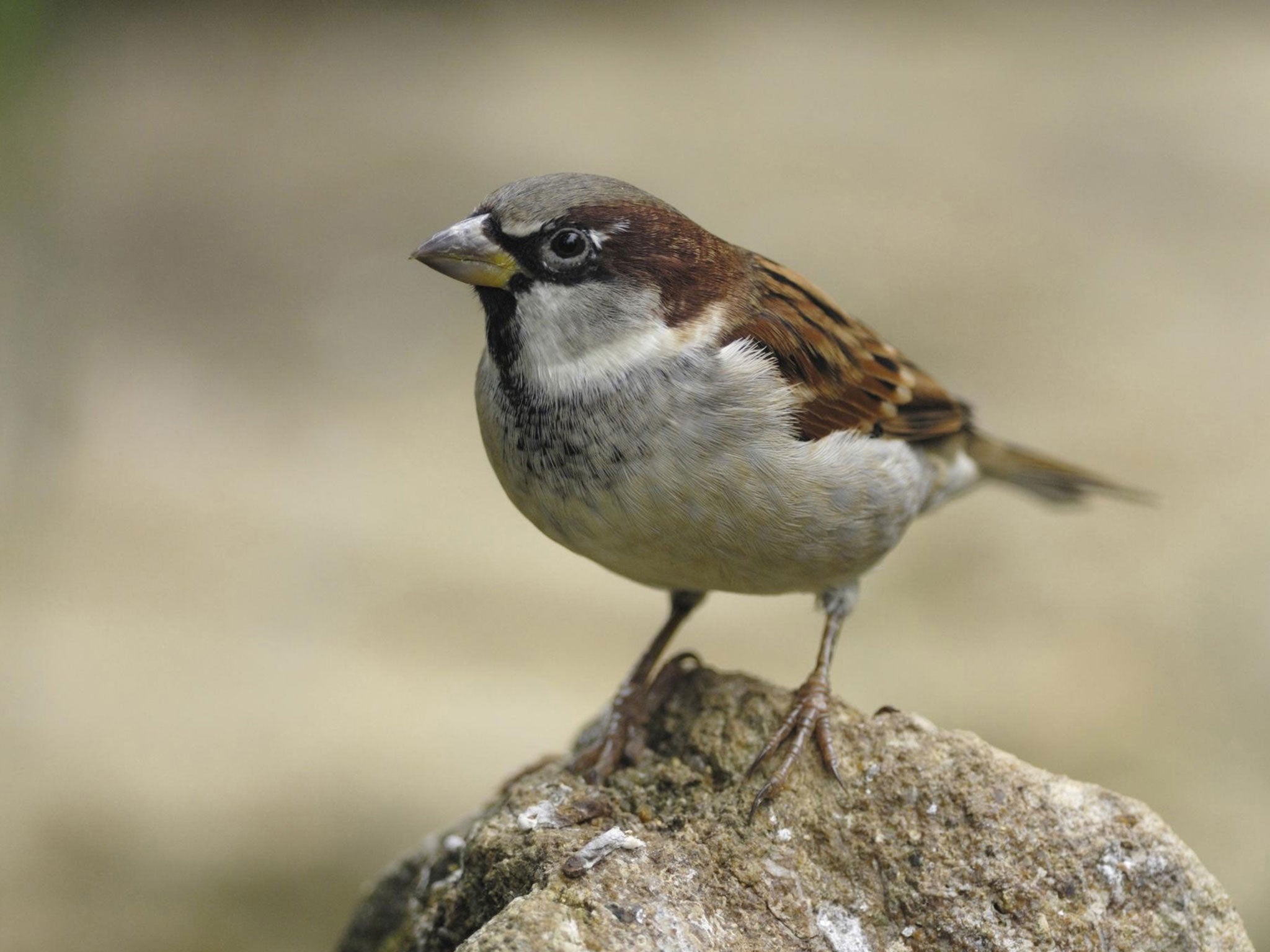 Recent weather could affect bird behaviour in gardens