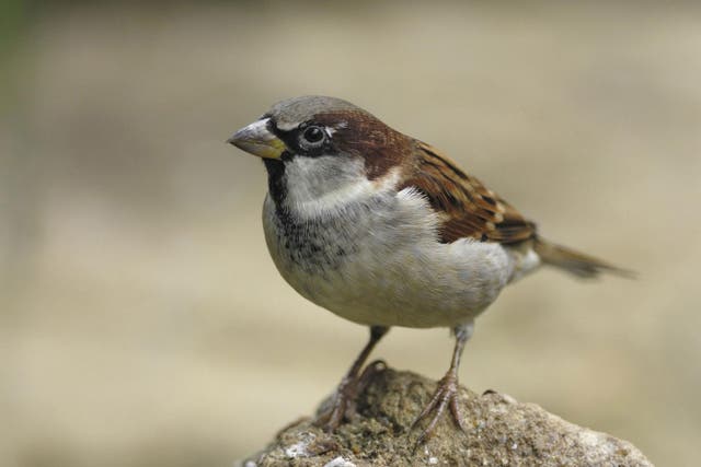 Recent weather could affect bird behaviour in gardens