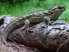 Lizard-like reptile takes 38 years to lay an egg