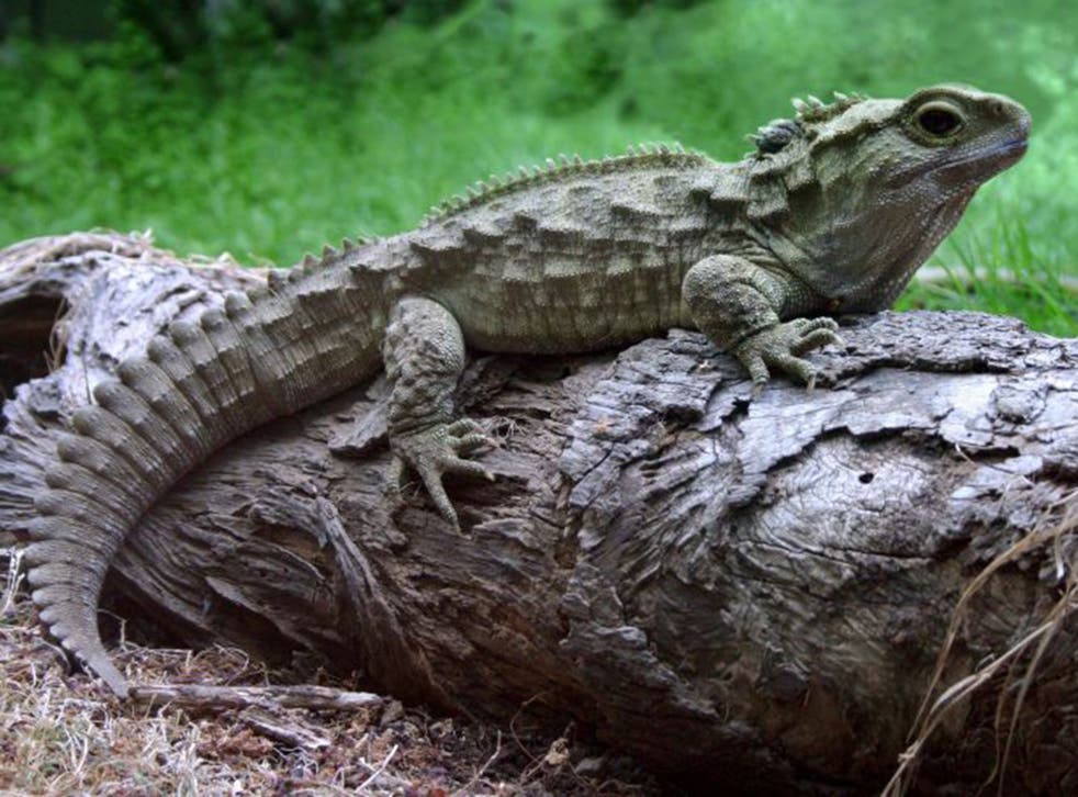 The tuatara is extinct in the wild everywhere except New Zealand