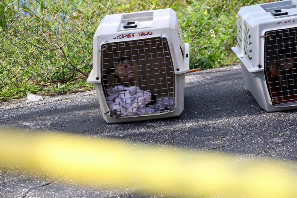 The two monkeys have been taken to the Florida Fish and Wildlife Commission