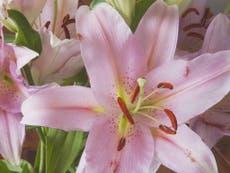 Woman petitions to label lilies as poisonous after pollen kills kitten