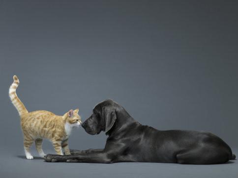 One study found that people who prefer dogs are generally more energetic and outgoing, while those who prefer cats tend to be more introverted and sensitive.