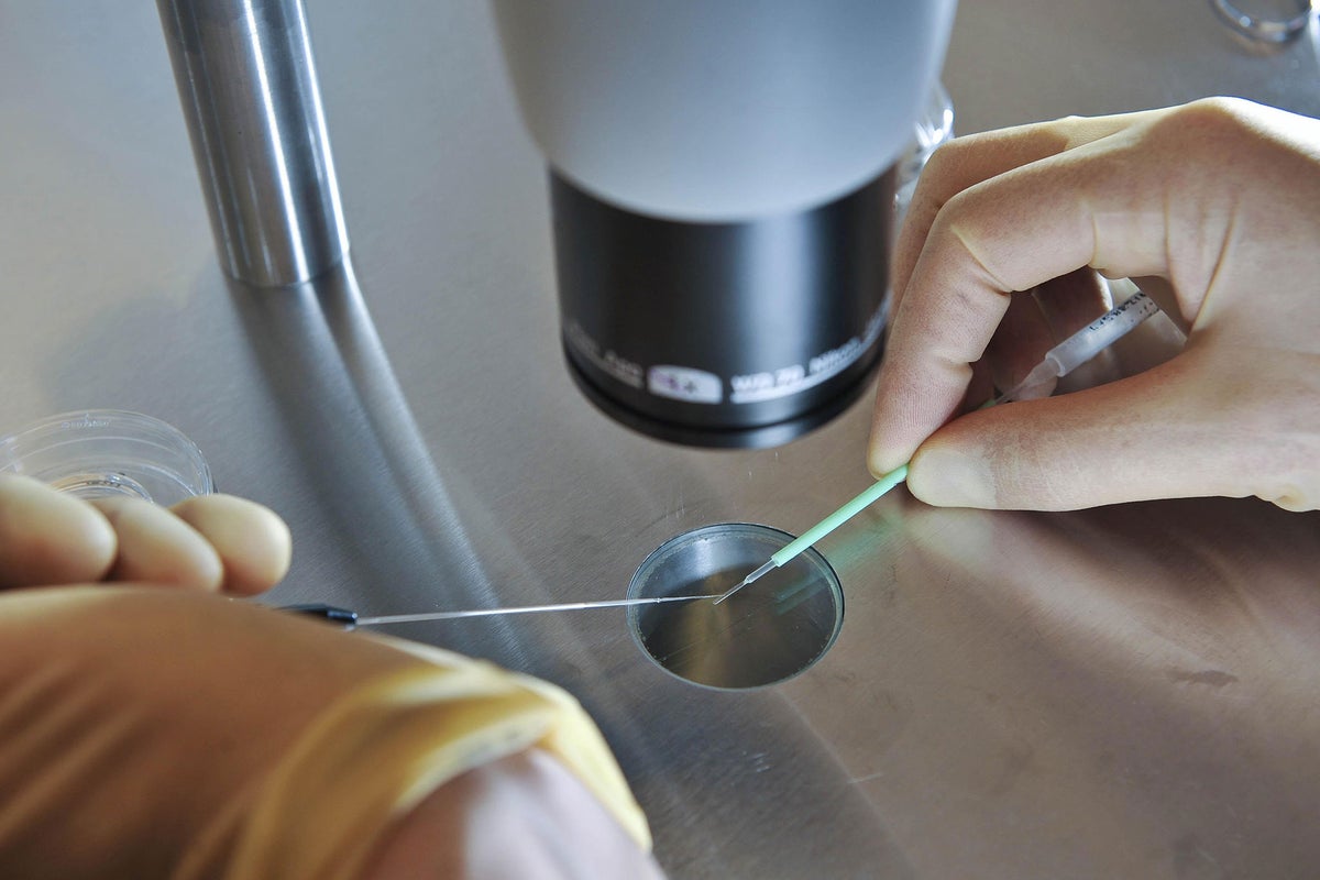 UK scientists get green light to genetically modify human embryos | The ...