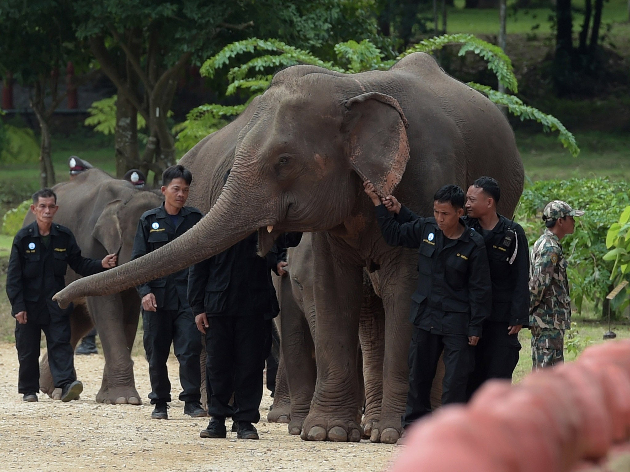World Animal Protection says elephants in Thailand are not supposed to be ridden