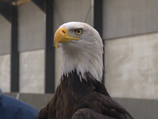 Met Police consider using eagles to take down drones