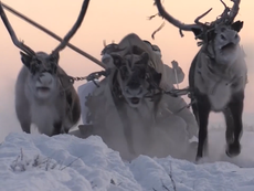 Russian military trains using reindeer and sled dogs in-30C cold