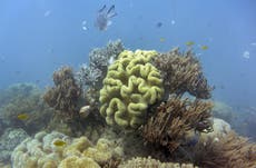 Lab-grown coral successfully breeds in the wild for the first time