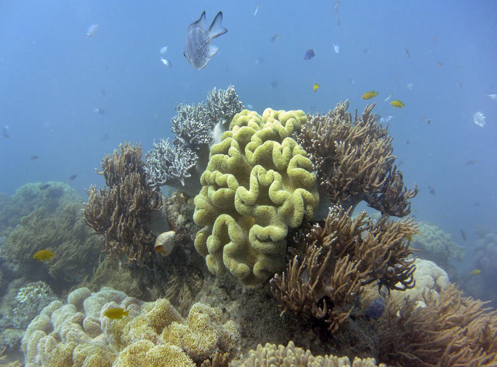 Fish swim through coral in Australia's Great Barrier Reef