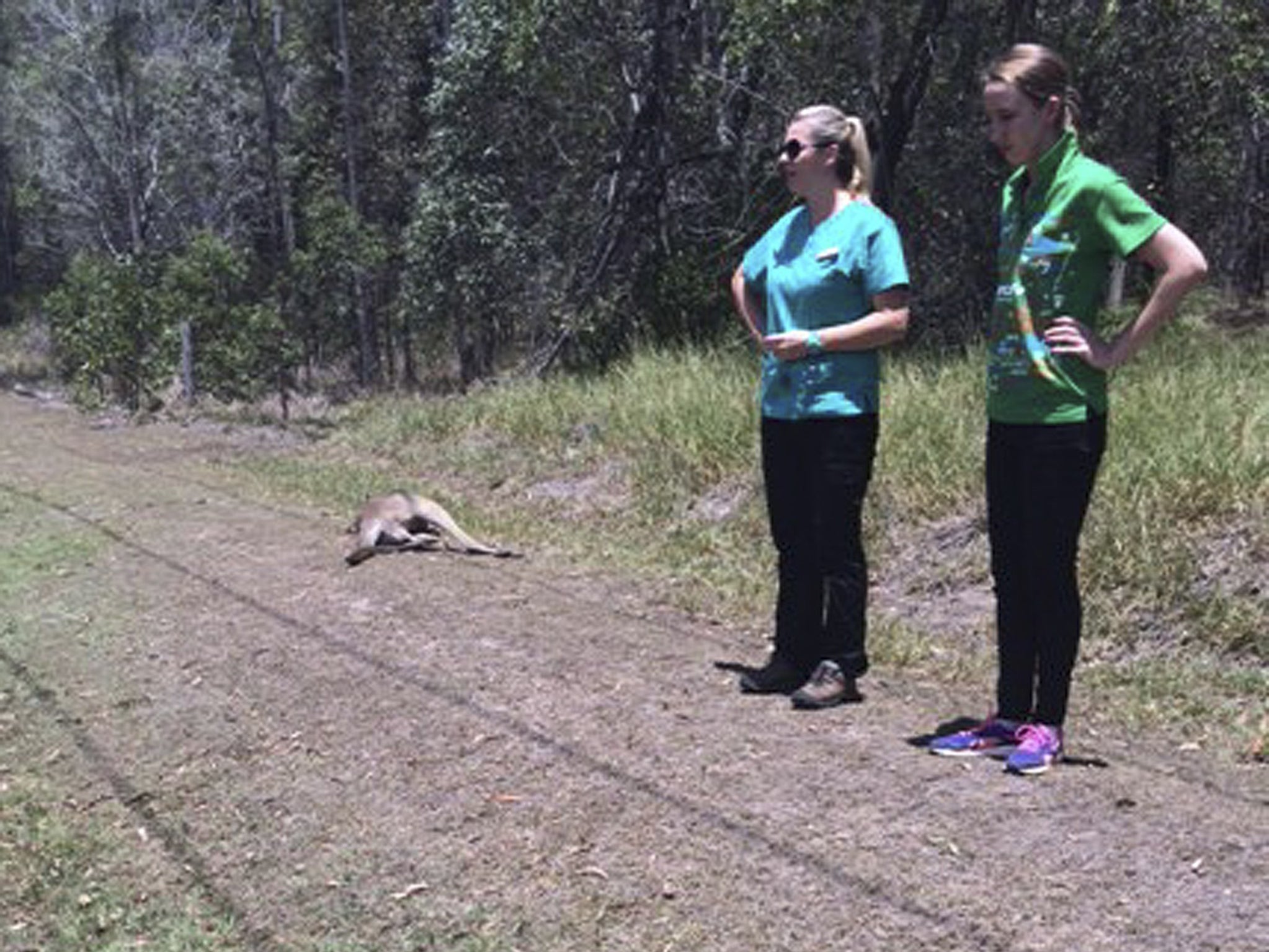 Two people looking over dead kangaroos lying on the roadside in the outskirts of Brisbane, Australia