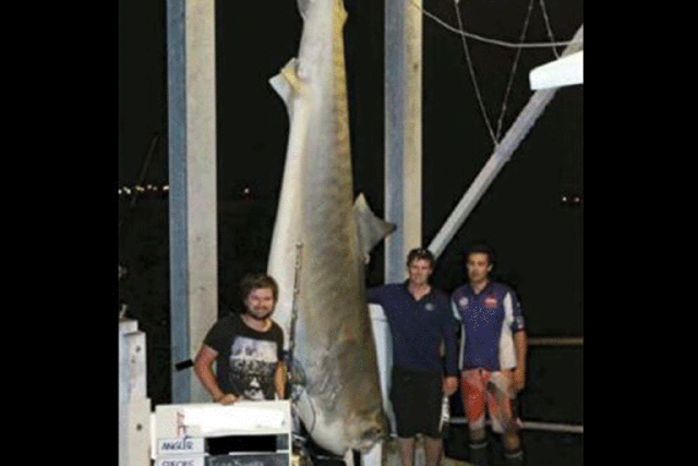 The tiger shark was caught off New South Wales in Australia