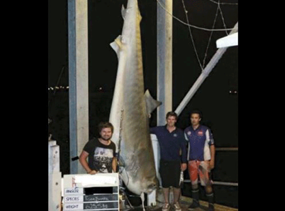 The tiger shark was caught off New South Wales in Australia