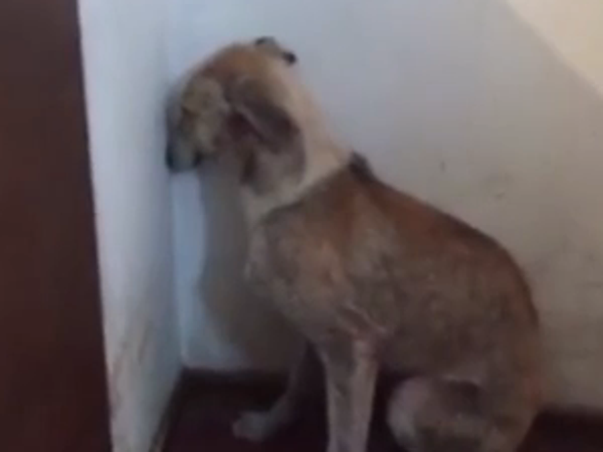 Бездомные собаки. Собака забивается. Как отучить собаку лаять на звонок. Бездомные собаки с поломанной лапой. Перианальные железы у собак.