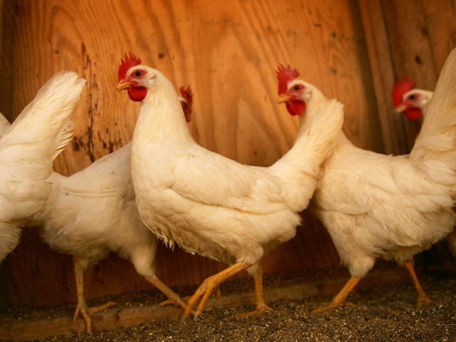 In 2014 China imported $170m of US-bred chicken feet