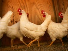 Read more

Seven reasons why chicken is nowhere near as good for you as you think