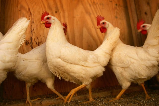 In 2014 China imported $170m of US-bred chicken feet