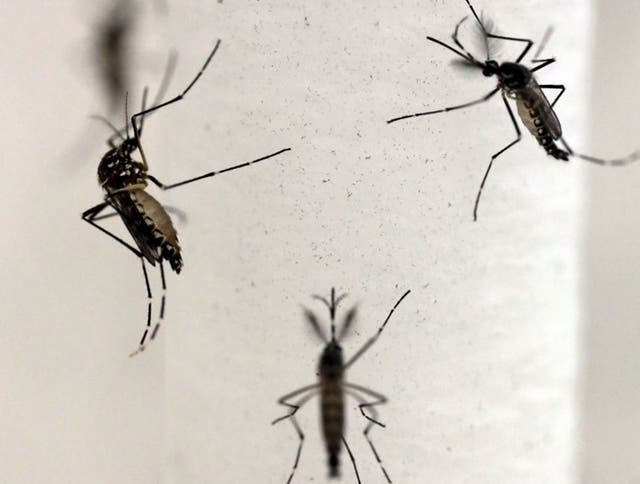 Aedes aegypti mosquitoes are seen inside Oxitec laboratory in Campinas, Brazil