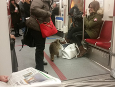 Raccoon takes a ride on Toronto subway
