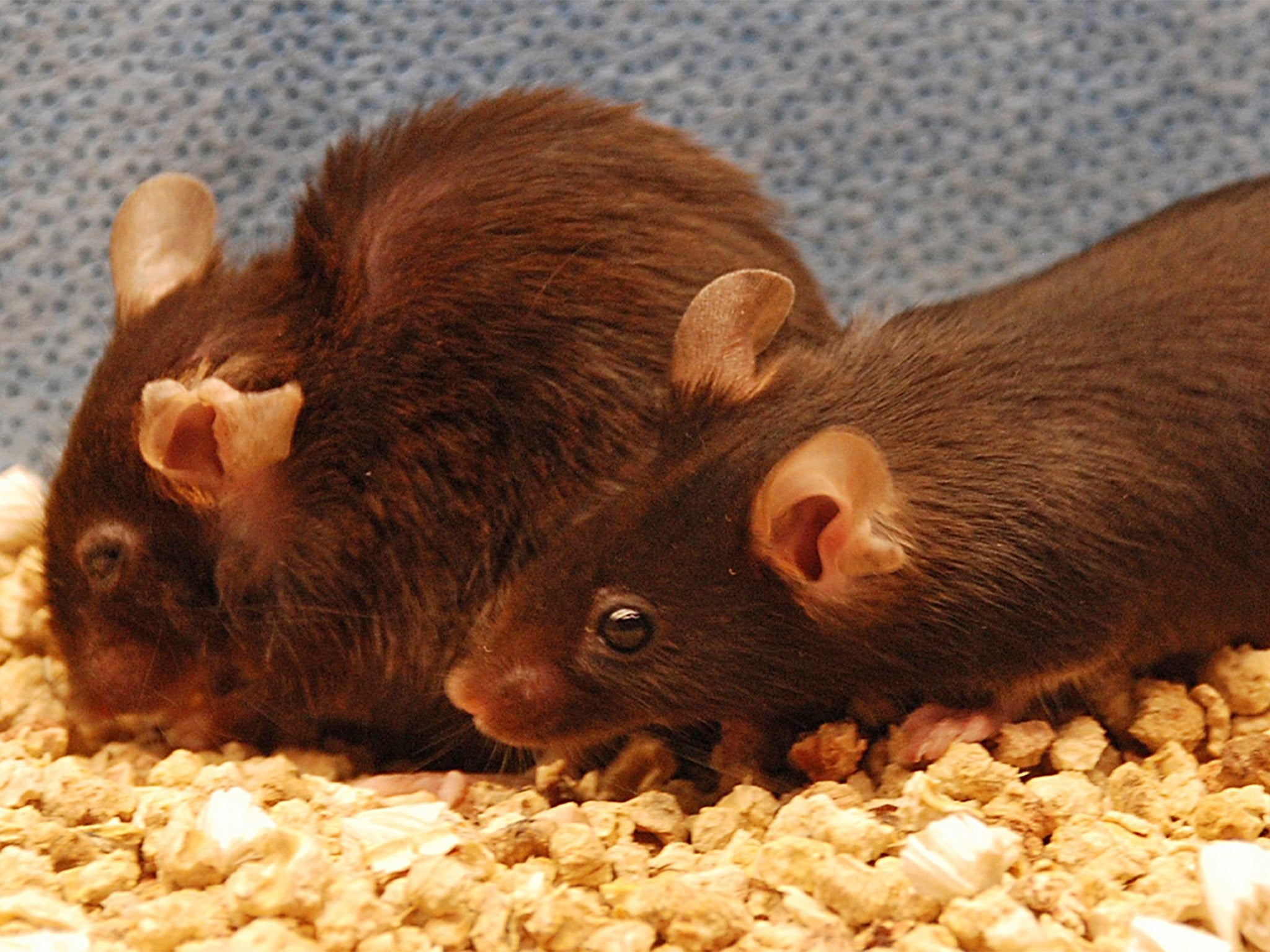 A frail and ragged-looking mouse (left) which is suffering from the effects of ageing, and a mouse (right) which should be too, but benefited from an anti-ageing treatment that removed its 'senescent' cells