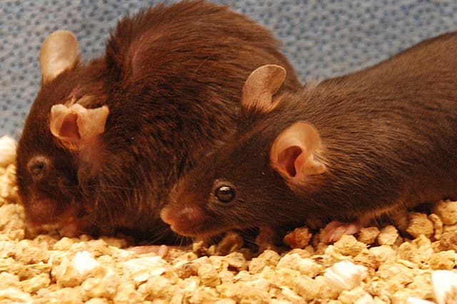 A frail and ragged-looking mouse (left) which is suffering from the effects of ageing, and a mouse (right) which should be too, but benefited from an anti-ageing treatment that removed its 'senescent' cells