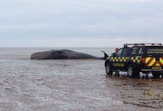Rescuers confirm the beached Hunstanton whale has died