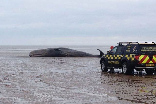 The whale was alive when it became stranded on the beach in Hunstanton, Norfolk, on 4 February