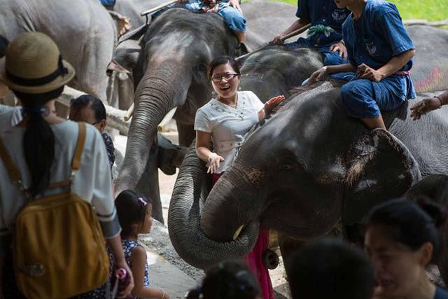 The ethics of elephant-back treks