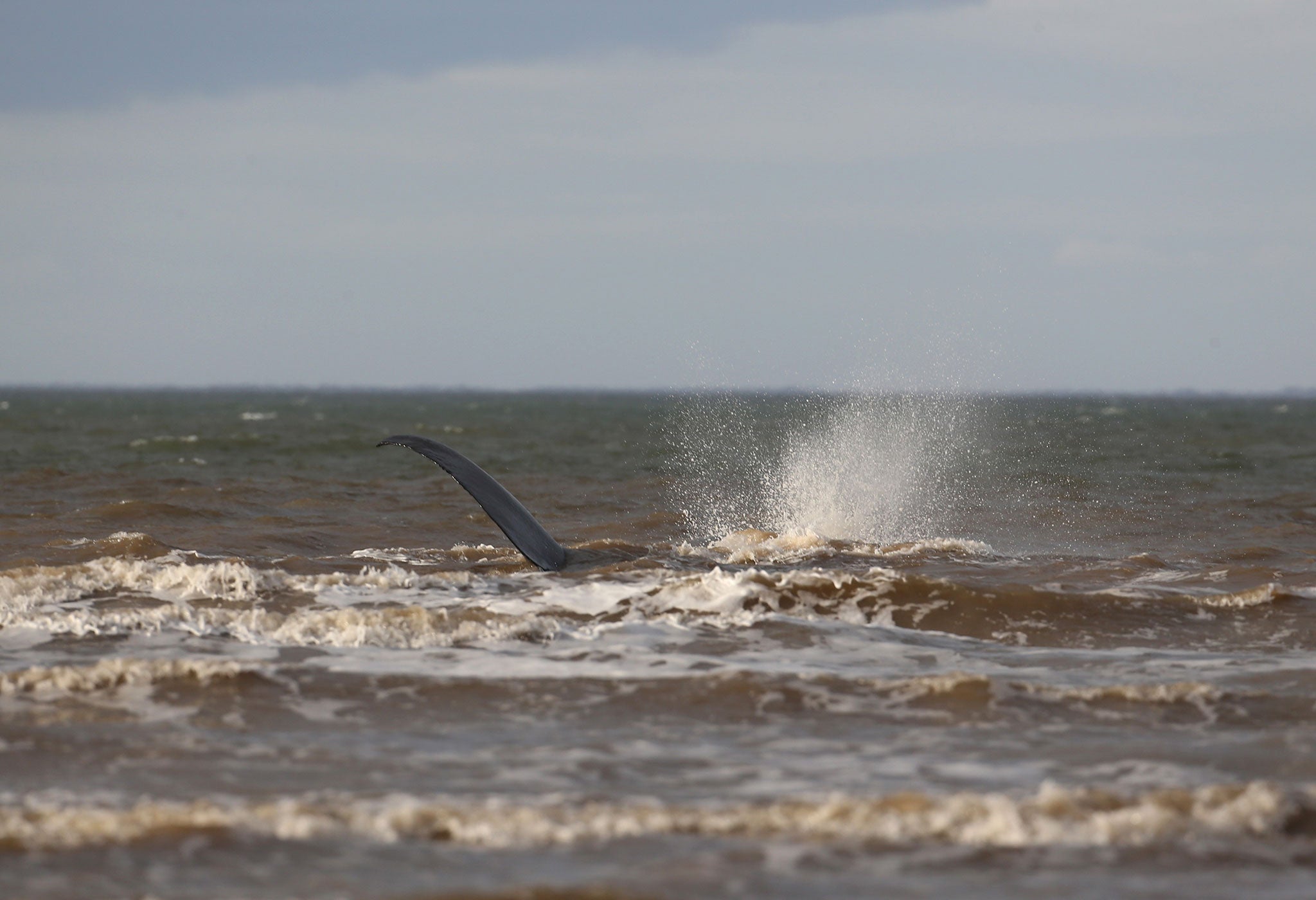 It came after another whale was stranded in Hunstanton and several others beached on British beaches