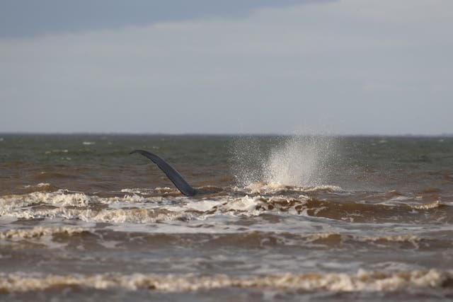 It came after another whale was stranded in Hunstanton and several others beached on British beaches