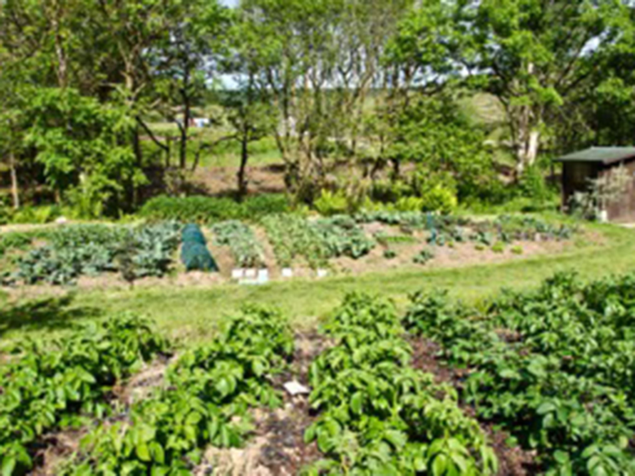 The author’s vegetable garden 30ft above the stream