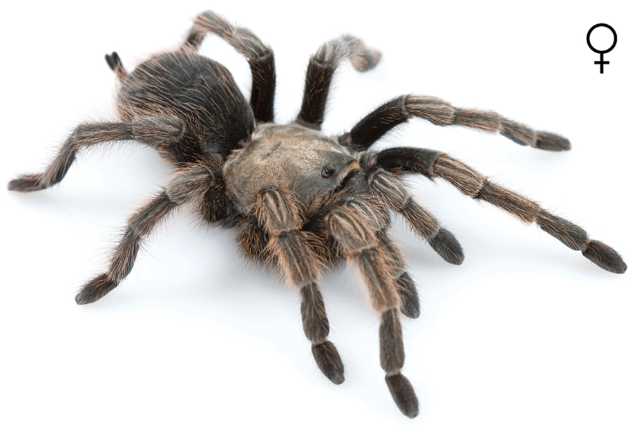 A female Aphonopelma johnnycashi