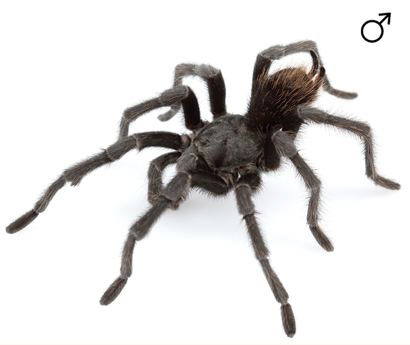 Male Aphonopelma johnnycashi