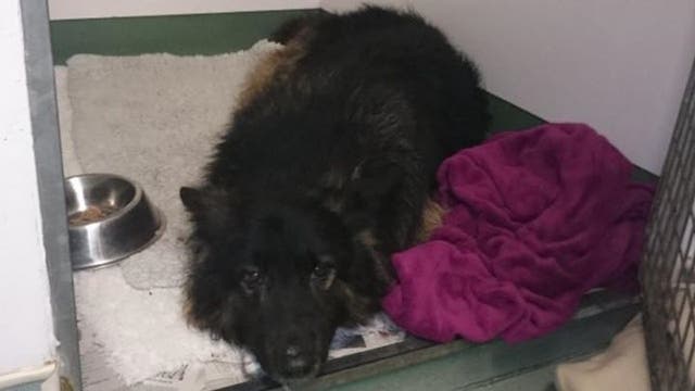 Owner is thrilled to learn his German Shepherd has been pulled from the sea by rescue crews