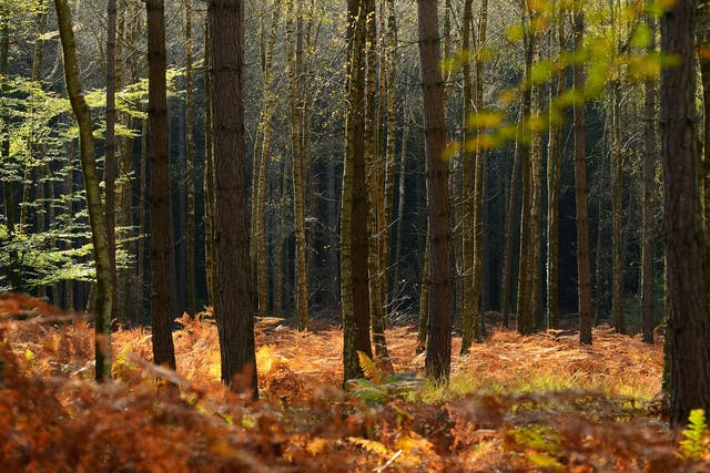 The New Forest in Hampshire provides more than 200 square miles of woodlands in which to wander