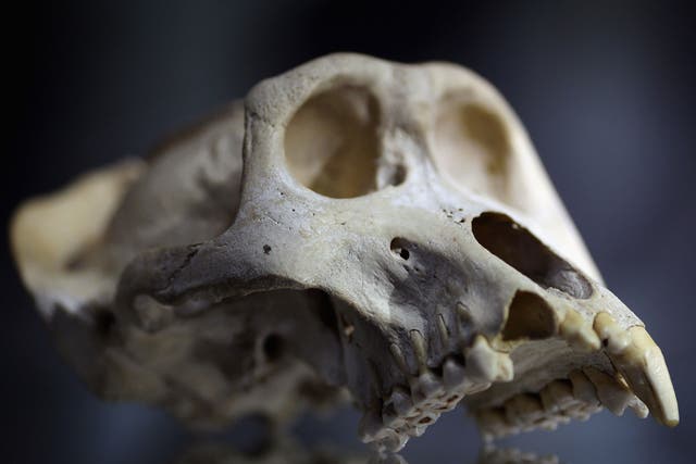 File photo of a Mountain Gorilla skull