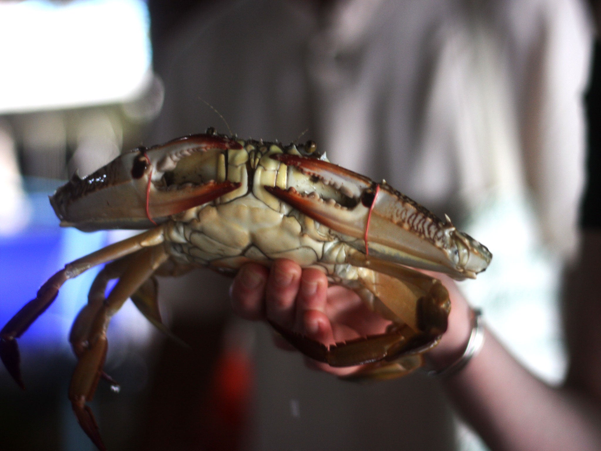 Catch of the day: A crab from Ao Salad