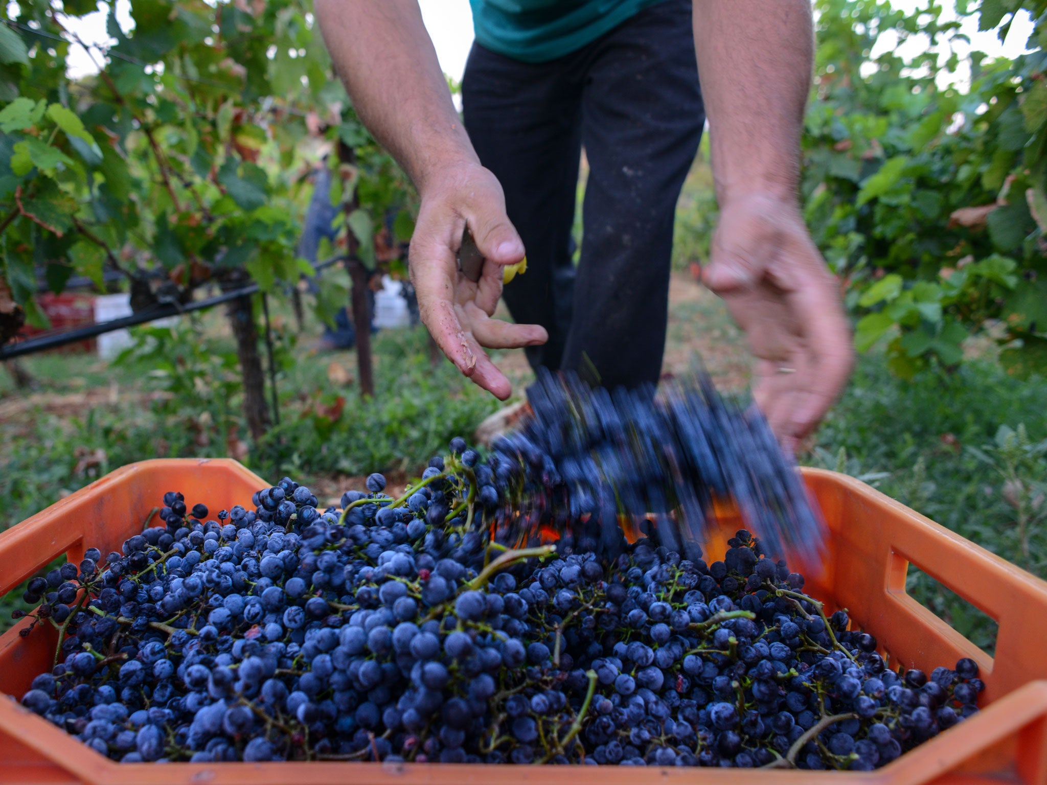 Cream of the crop: A grape harvest in Athens