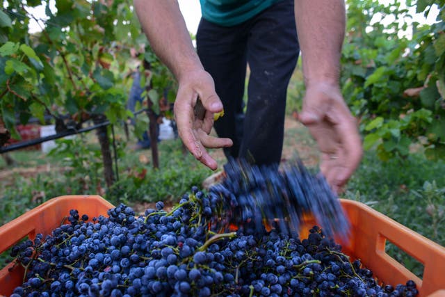Cream of the crop: A grape harvest in Athens