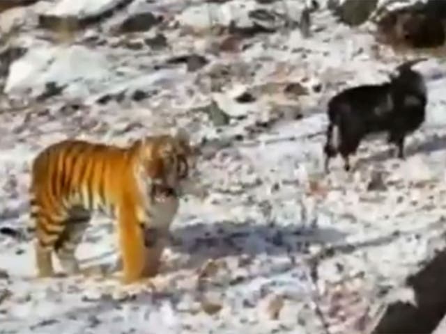 The goat and the tiger were seen together in Russian news footage