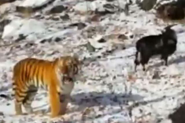 The goat and the tiger were seen together in Russian news footage