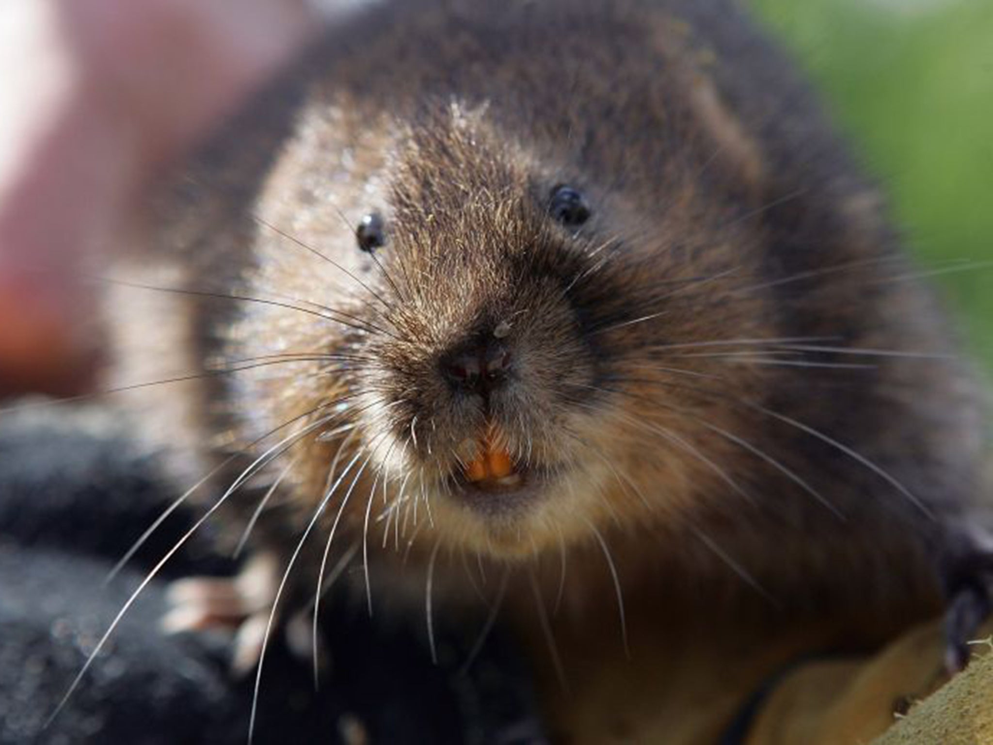 Their size and colour mean that voles are often mistaken for rats