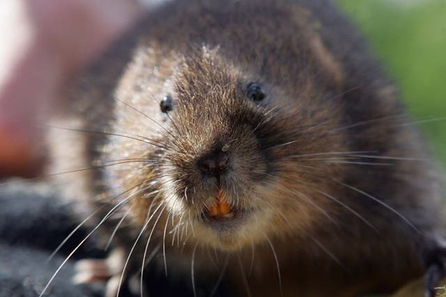 Their size and colour mean that voles are often mistaken for rats