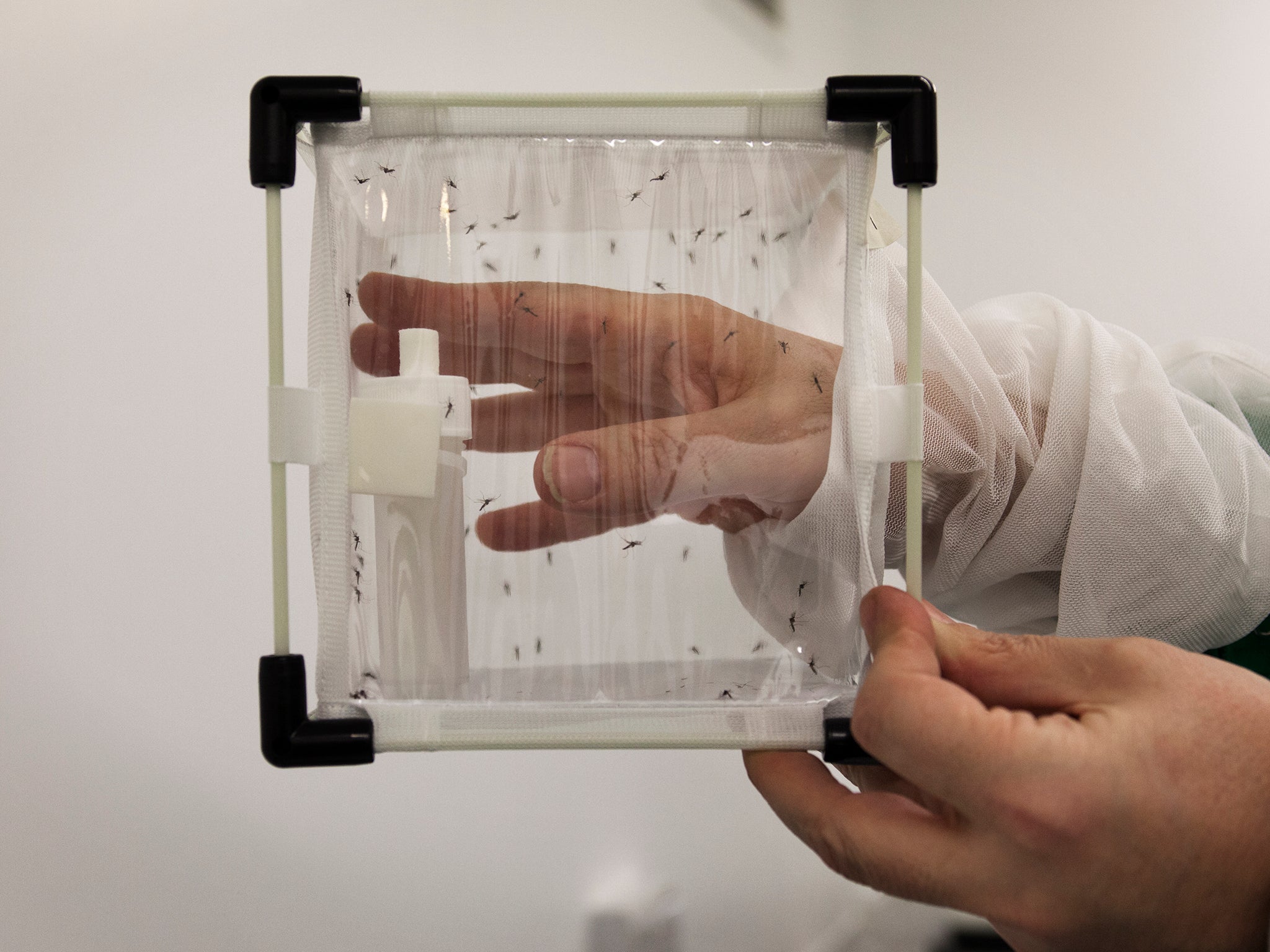 Oxitec’s Hadyn Parry exposes his hand to the same strain in the Abingdon lab, to show they do not bite