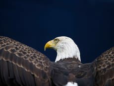 UK could use eagles to take out terrorist drone bombs