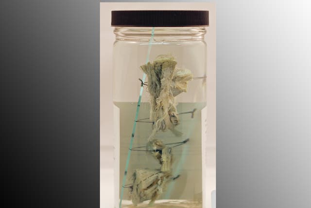 The piece of turtle meat preserved in a glass jar