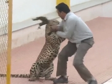 Leopard attack footage after animal enters Indian school