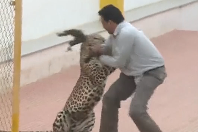 It took around 12 hours to capture the leopard after it wandered into an Indian school