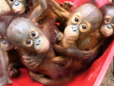 Baby orangutans take wheelbarrow to school to learn how to survive in the wild